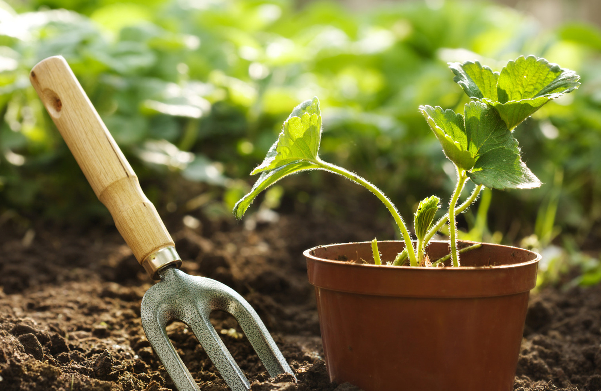 gardening-tool